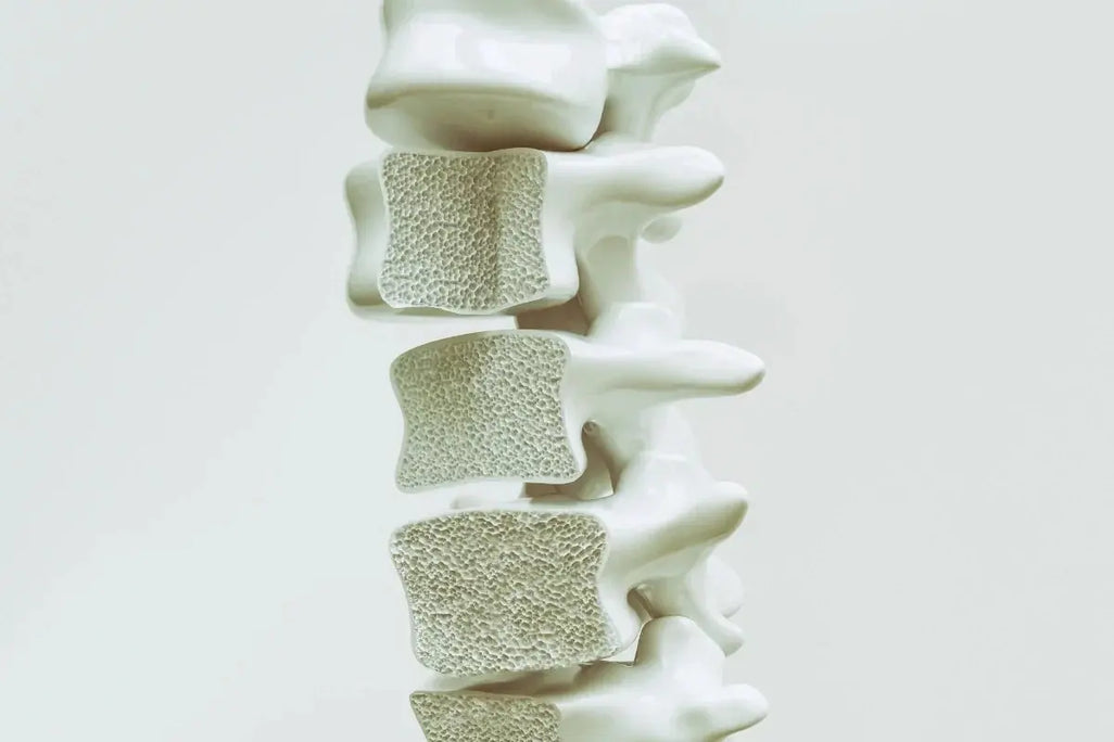 Your Bones Started Losing Density Years Ago — Most Women Don't Find Out Until It's Already Happening Umicellar