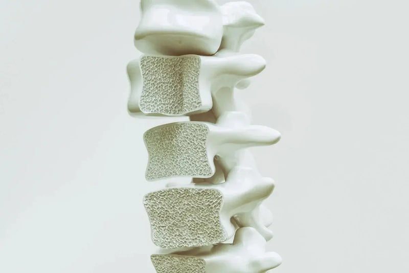 Your Bones Started Losing Density Years Ago — Most Women Don't Find Out Until It's Already Happening Umicellar