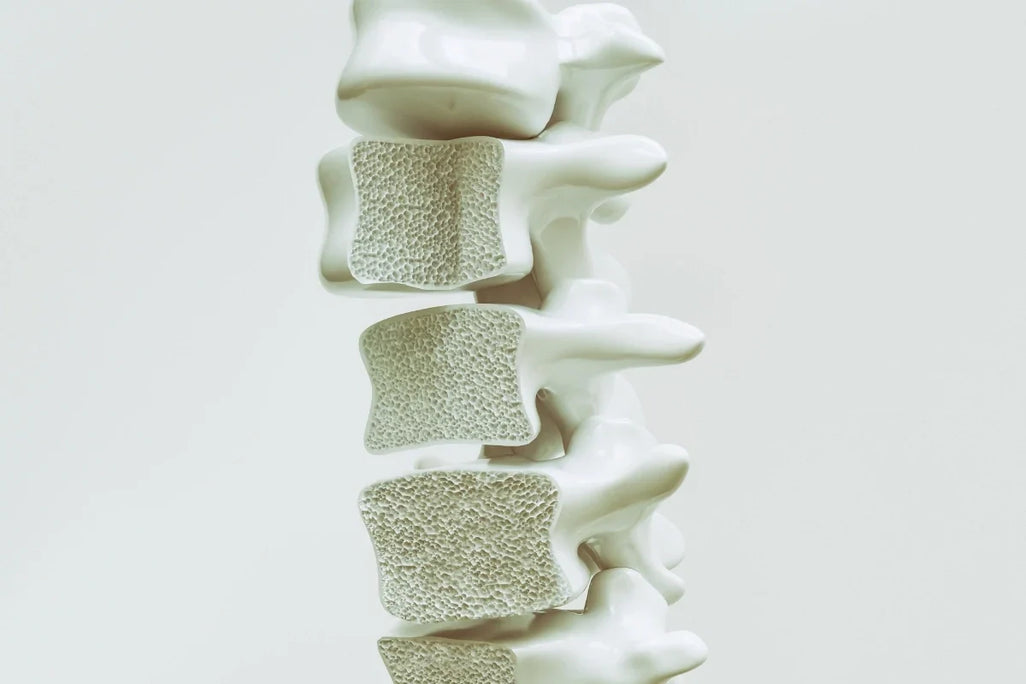 Your Bones Started Losing Density Years Ago — Most Women Don't Find Out Until It's Already Happening Umicellar