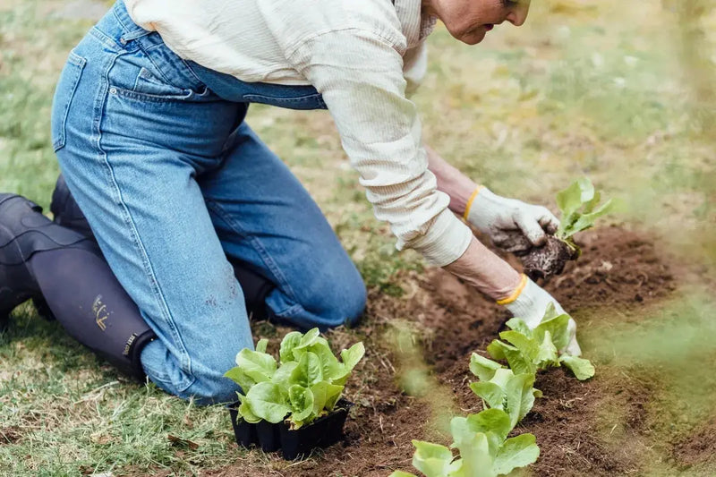 Gardening Knee Pain: Why It Happens and How to Keep Gardening Umicellar