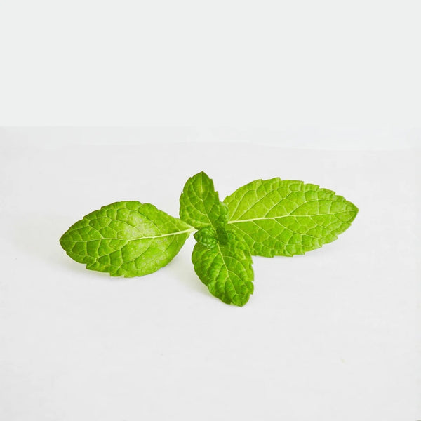 Mentha piperita (peppermint)