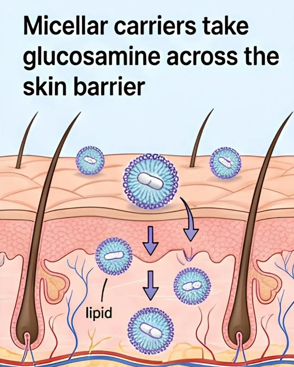 Micelles help carry glucosamine through the skin.